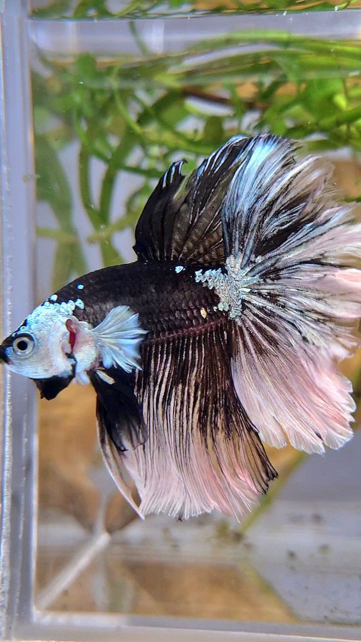 LUXURY HALFMOON ROSETAIL MASKING BLACK MAMBA SNOW BETTA FISH