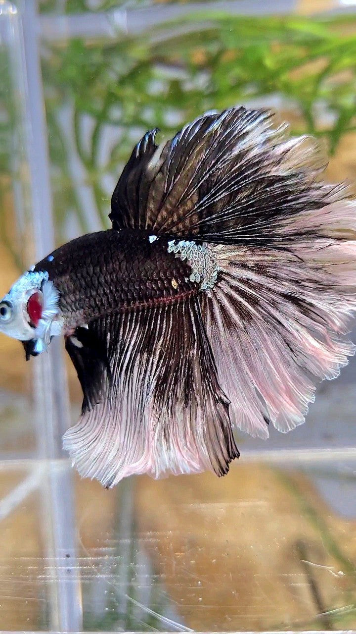 LUXURY HALFMOON ROSETAIL MASKING BLACK MAMBA SNOW BETTA FISH