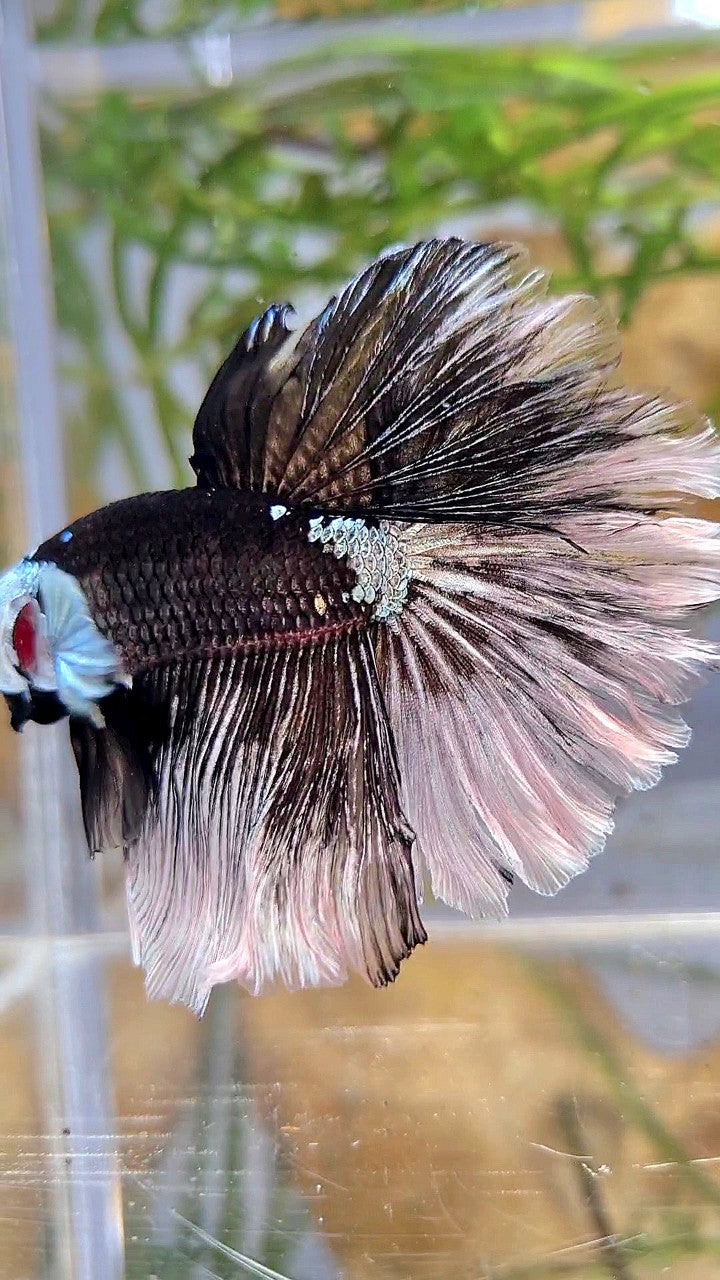 LUXURY HALFMOON ROSETAIL MASKING BLACK MAMBA SNOW BETTA FISH