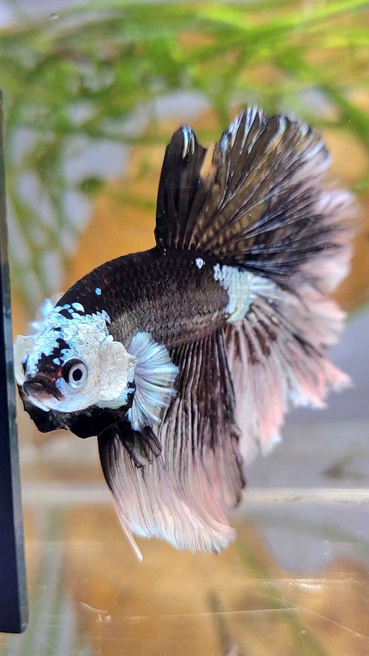 LUXURY HALFMOON ROSETAIL MASKING BLACK MAMBA SNOW BETTA FISH