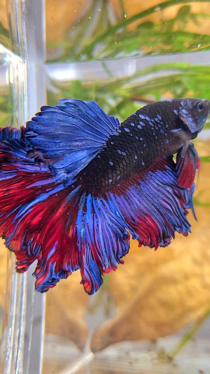 HALFMOON ROSETAIL CURLY BLACK GALAXY AVATAR BLUE BETTA FISH