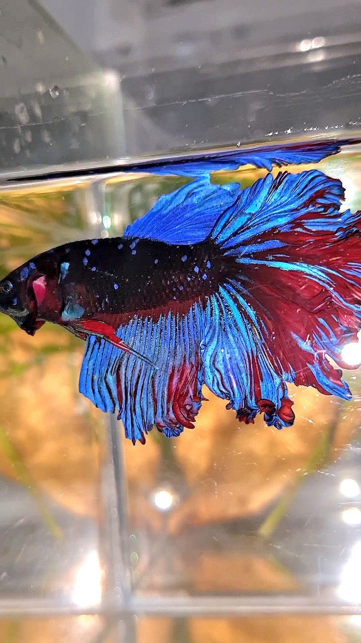 HALFMOON ROSETAIL CURLY BLACK GALAXY AVATAR BLUE BETTA FISH