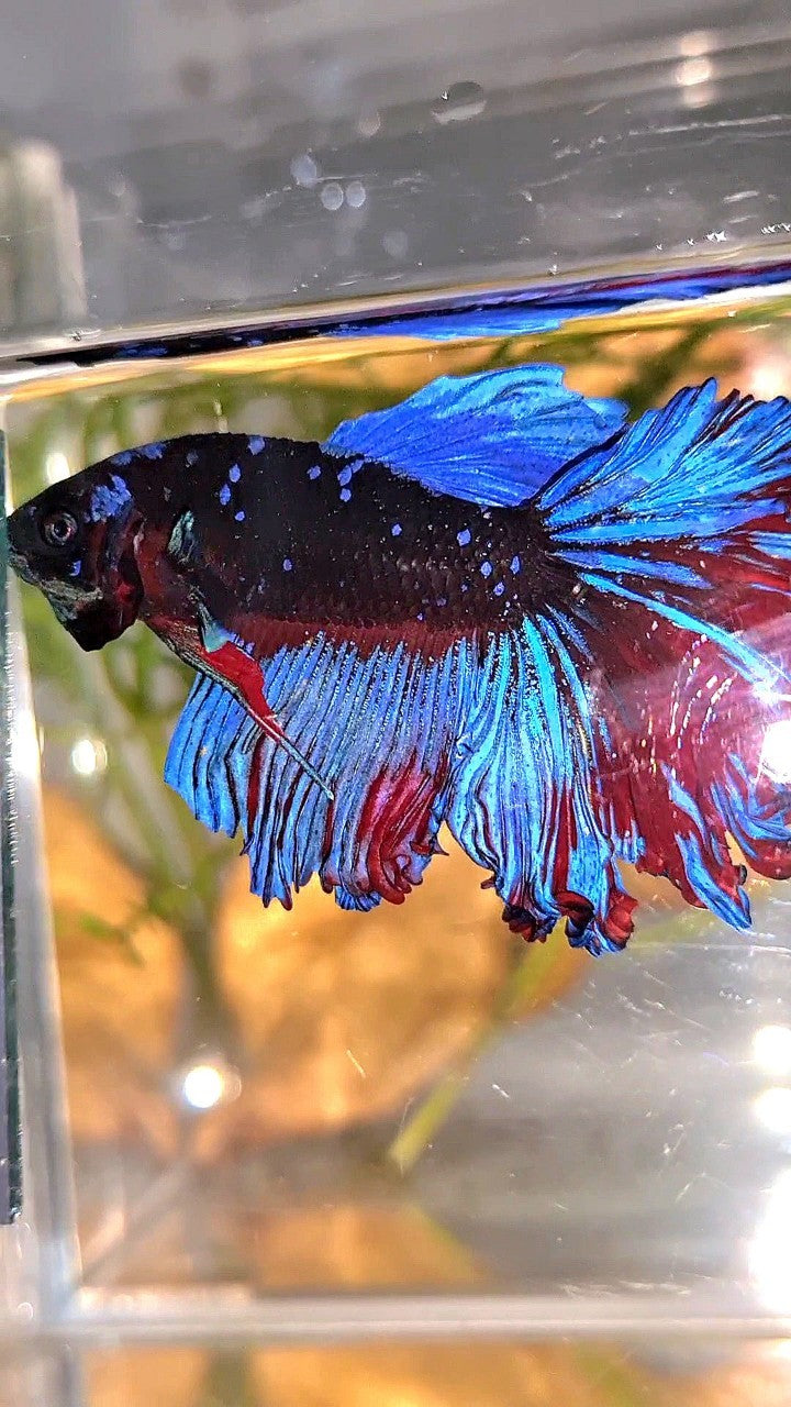 HALFMOON ROSETAIL CURLY BLACK GALAXY AVATAR BLUE BETTA FISH