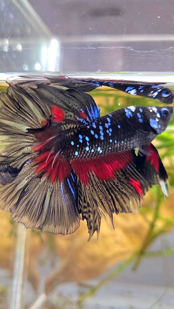 HALFMOON ROSETAIL BLACK GALAXY BLUE AVATAR RED PATTERN BETTA FISH