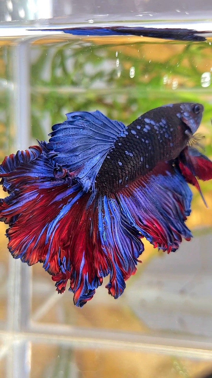 HALFMOON ROSETAIL CURLY BLACK GALAXY AVATAR BLUE BETTA FISH