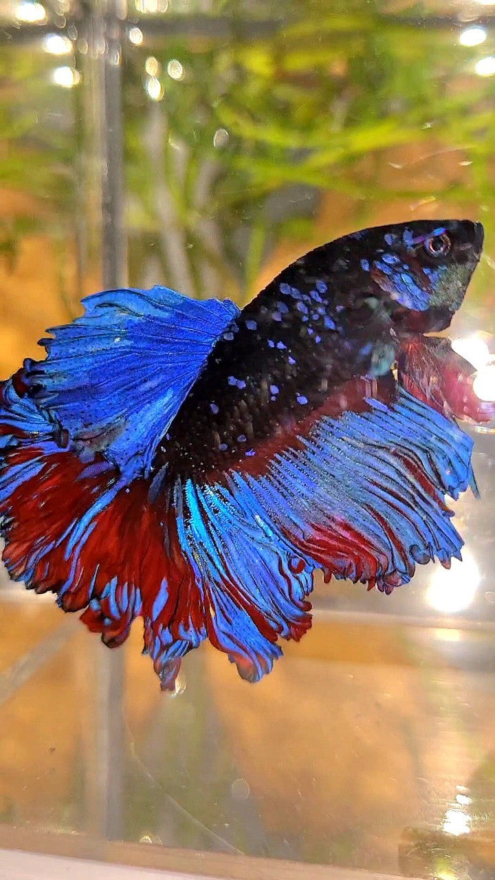 HALFMOON ROSETAIL CURLY BLACK GALAXY AVATAR BLUE BETTA FISH