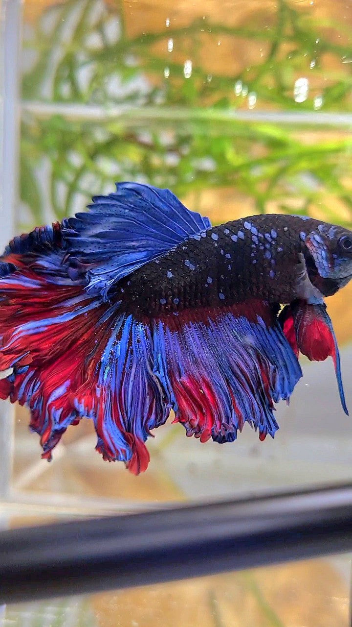 HALFMOON ROSETAIL CURLY BLACK GALAXY AVATAR BLUE BETTA FISH