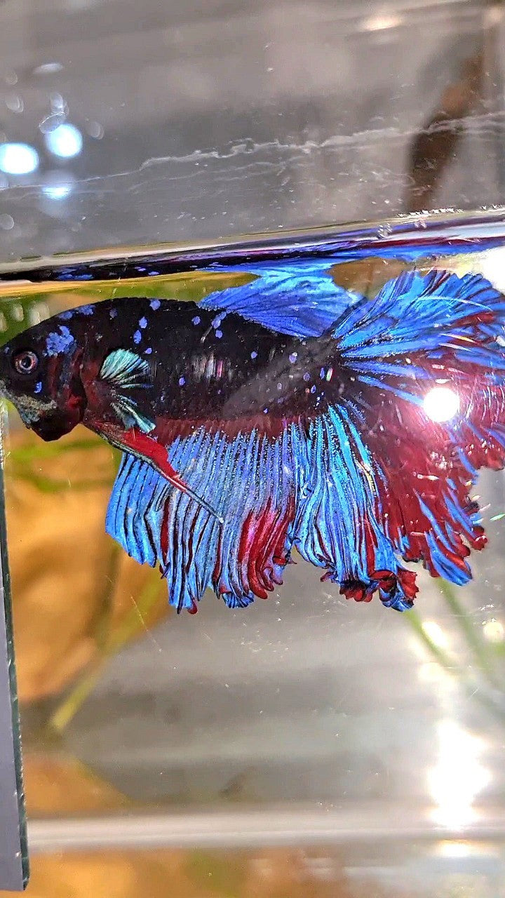 HALFMOON ROSETAIL CURLY BLACK GALAXY AVATAR BLUE BETTA FISH