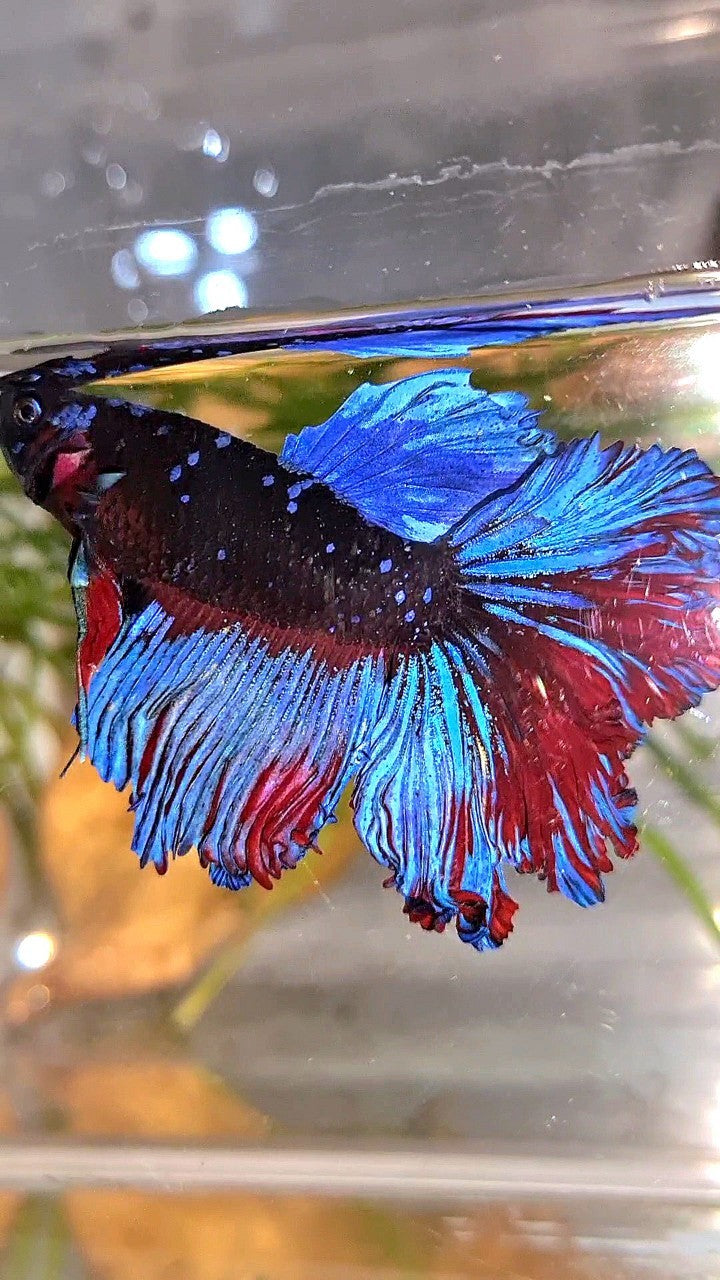 HALFMOON ROSETAIL CURLY BLACK GALAXY AVATAR BLUE BETTA FISH