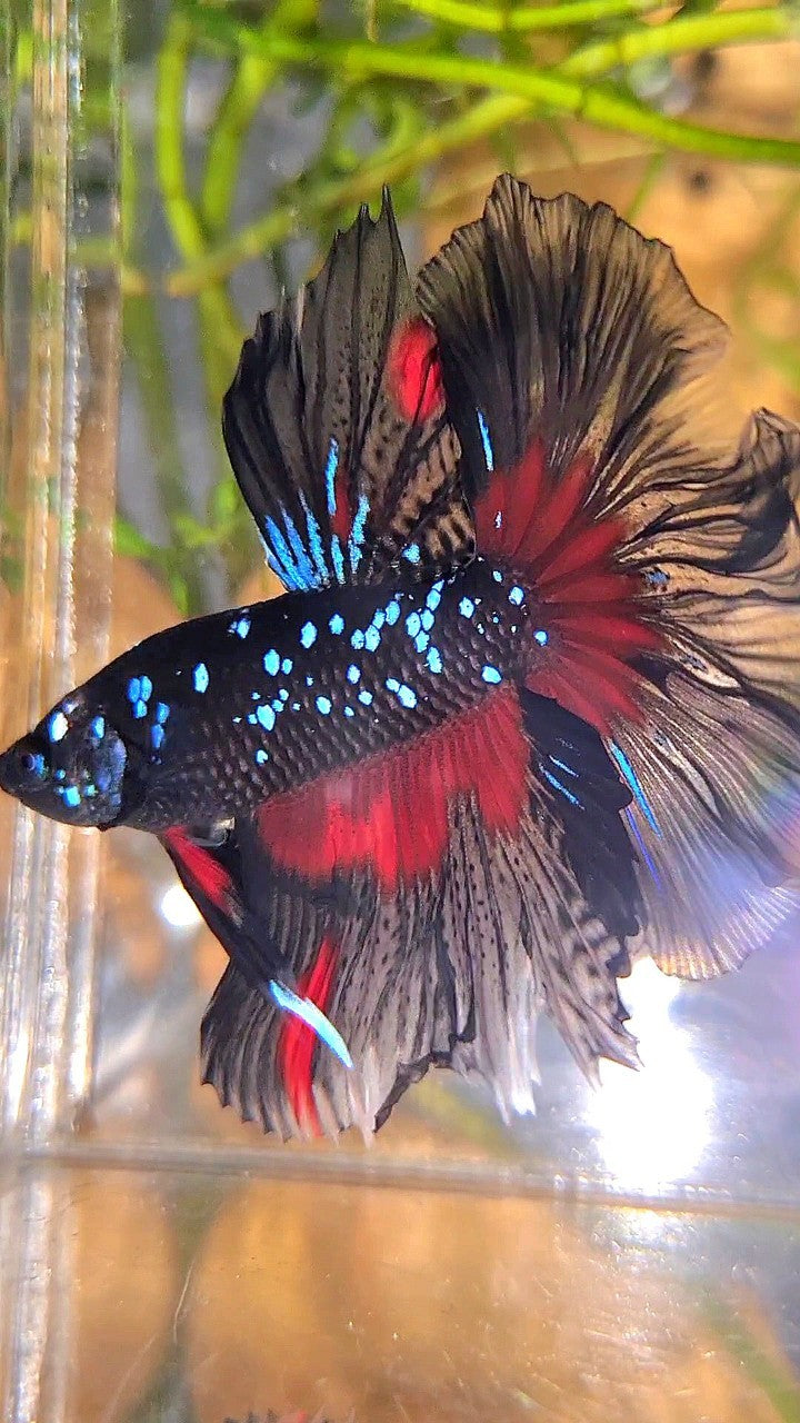 HALFMOON ROSETAIL BLACK GALAXY BLUE AVATAR RED PATTERN BETTA FISH