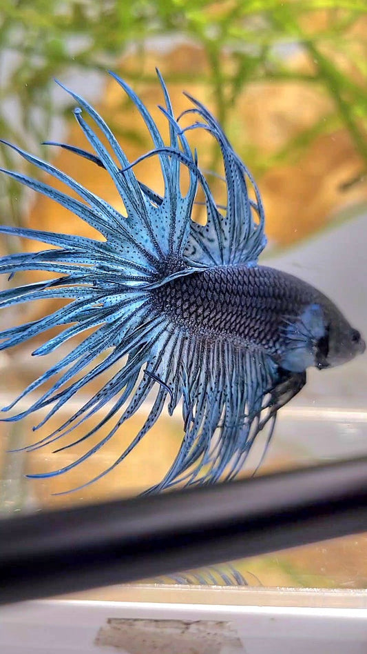 CROWNTAIL FULL STEEL BLUE SOLID BETTA FISH