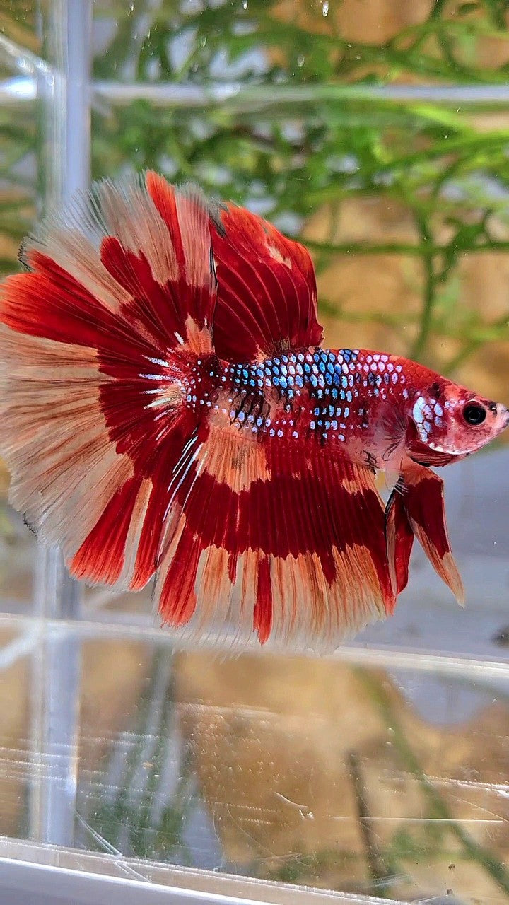 HALFMOON ROSETAIL ORANGE FIRE PATTERN MULTICOLOR BETTA FISH