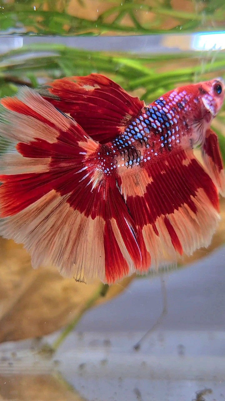 HALFMOON ROSETAIL ORANGE FIRE PATTERN MULTICOLOR BETTA FISH