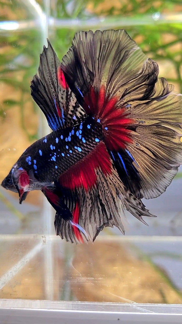 HALFMOON ROSETAIL BLACK GALAXY BLUE AVATAR RED PATTERN BETTA FISH