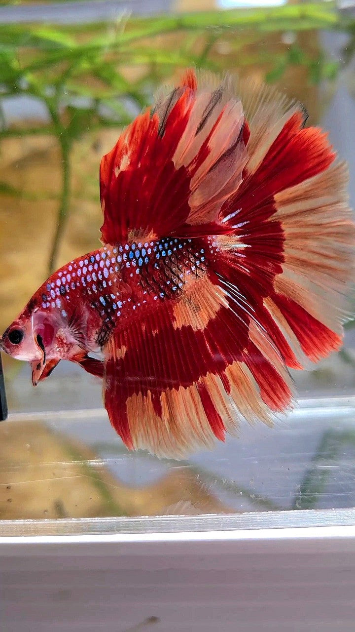 HALFMOON ROSETAIL ORANGE FIRE PATTERN MULTICOLOR BETTA FISH