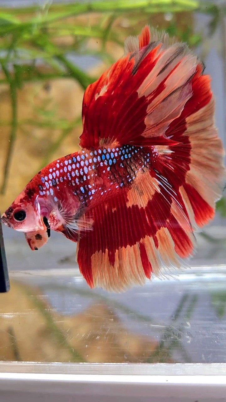 HALFMOON ROSETAIL ORANGE FIRE PATTERN MULTICOLOR BETTA FISH