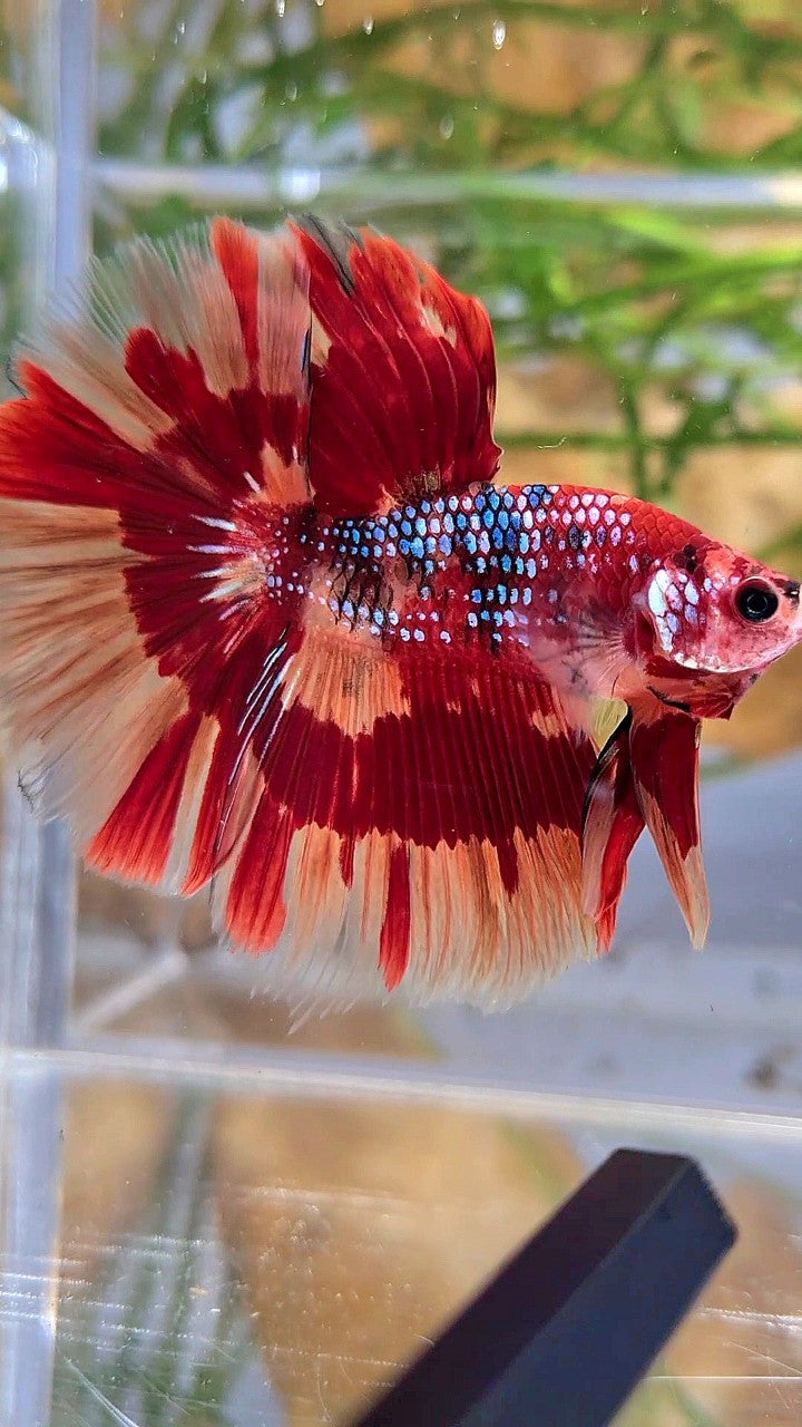 HALFMOON ROSETAIL ORANGE FIRE PATTERN MULTICOLOR BETTA FISH