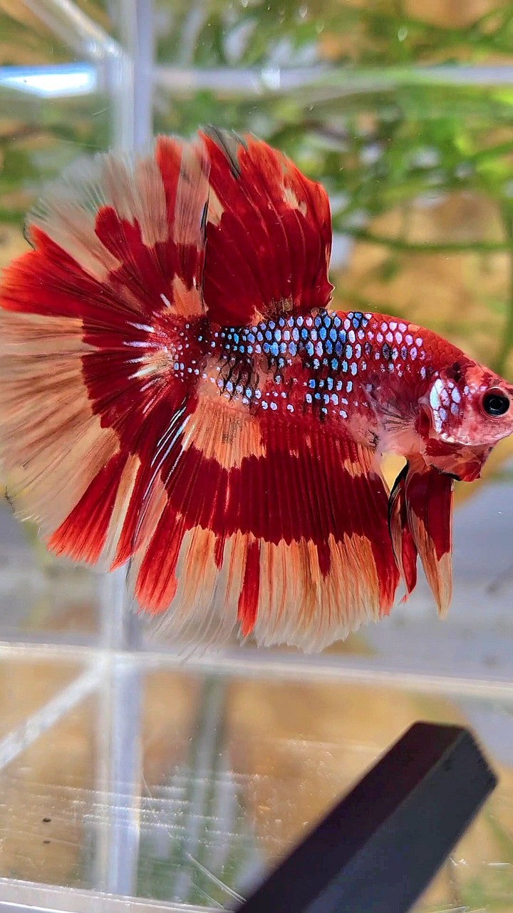 HALFMOON ROSETAIL ORANGE FIRE PATTERN MULTICOLOR BETTA FISH