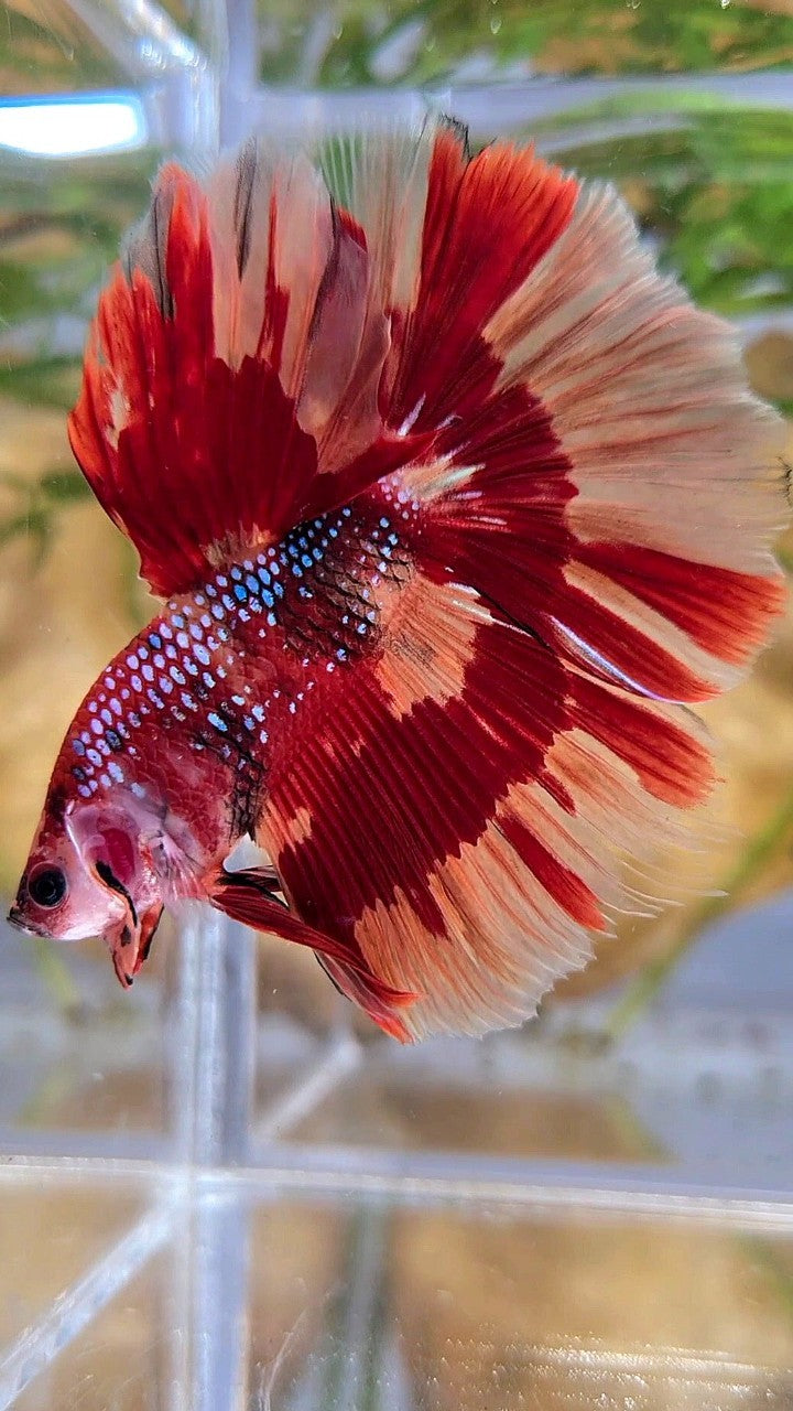 HALFMOON ROSETAIL ORANGE FIRE PATTERN MULTICOLOR BETTA FISH