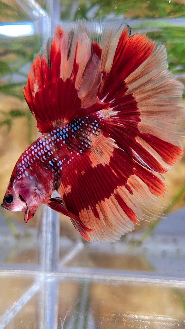 HALFMOON ROSETAIL ORANGE FIRE PATTERN MULTICOLOR BETTA FISH