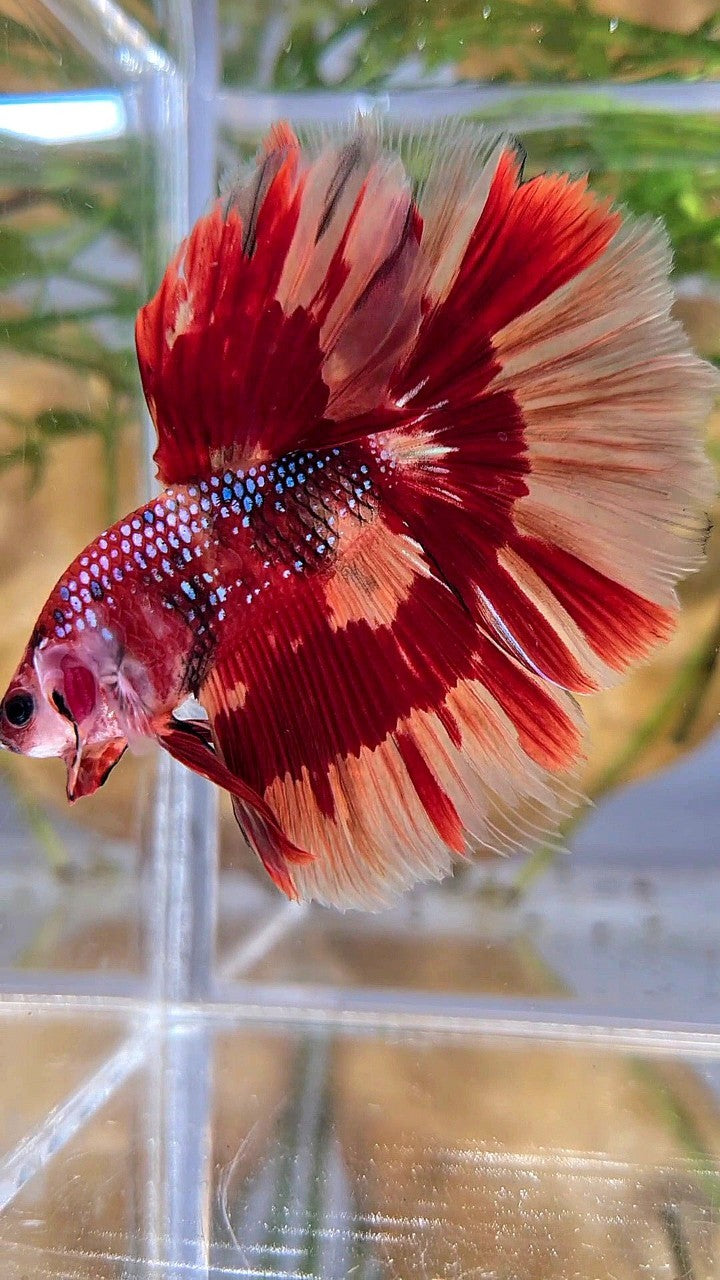 HALFMOON ROSETAIL ORANGE FIRE PATTERN MULTICOLOR BETTA FISH