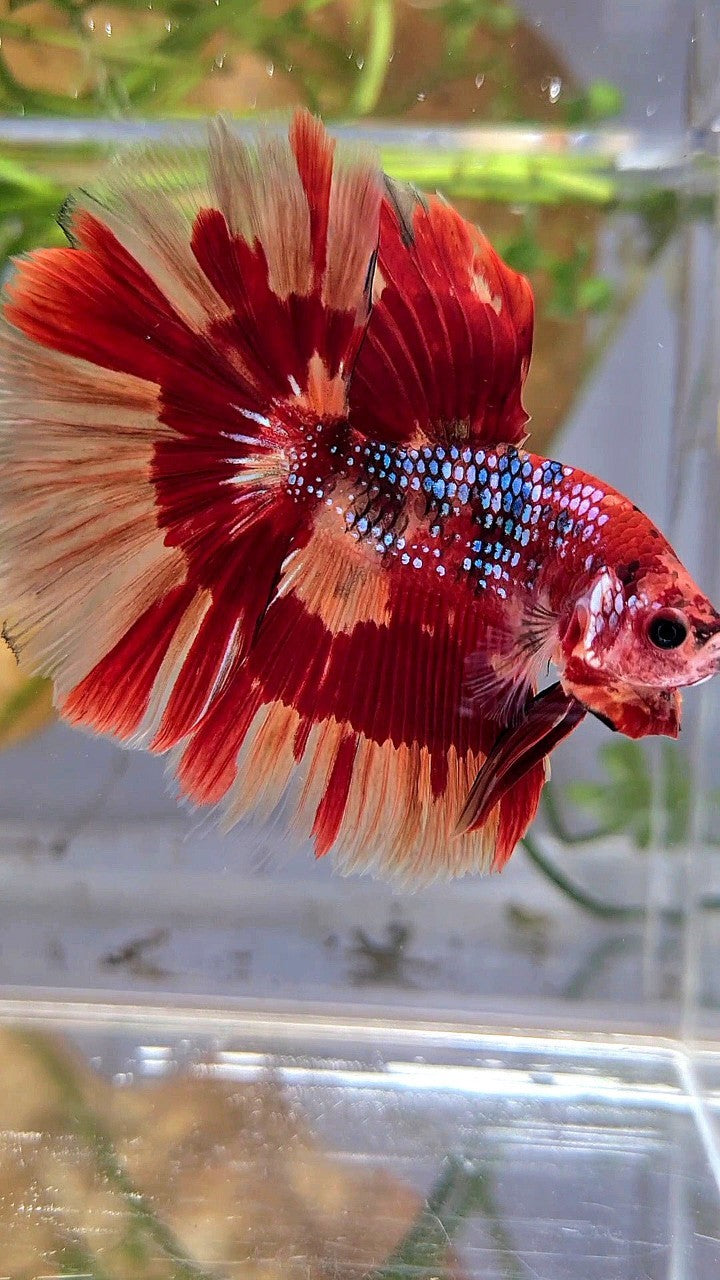 HALFMOON ROSETAIL ORANGE FIRE PATTERN MULTICOLOR BETTA FISH