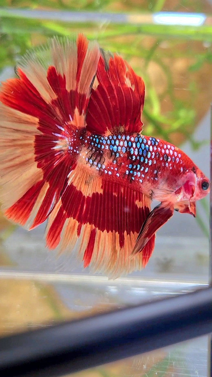 HALFMOON ROSETAIL ORANGE FIRE PATTERN MULTICOLOR BETTA FISH