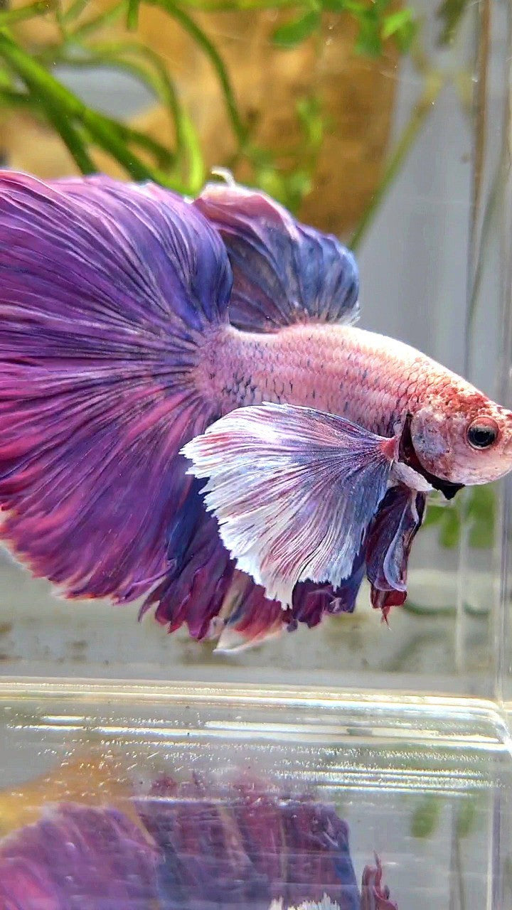 XL HALFMOON SUPER DUMBO EAR PURPLE BETTA FISH