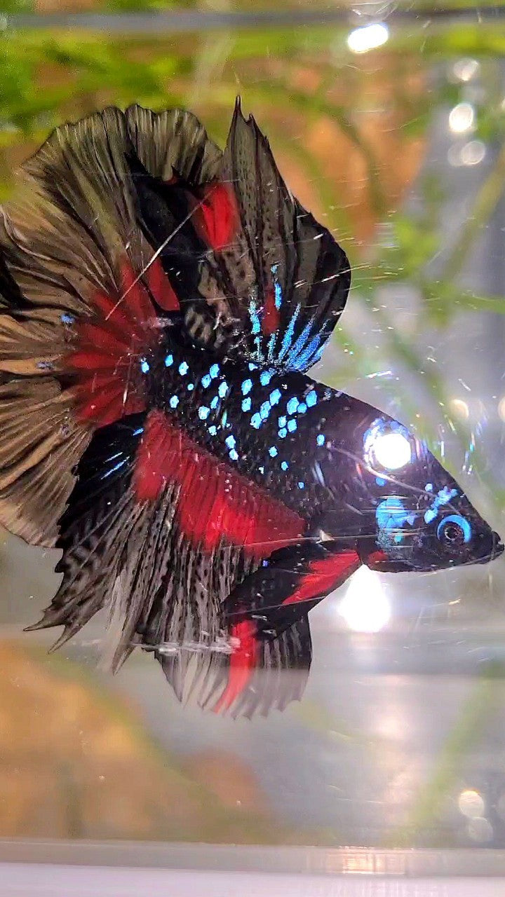 HALFMOON ROSETAIL BLACK GALAXY BLUE AVATAR RED PATTERN BETTA FISH