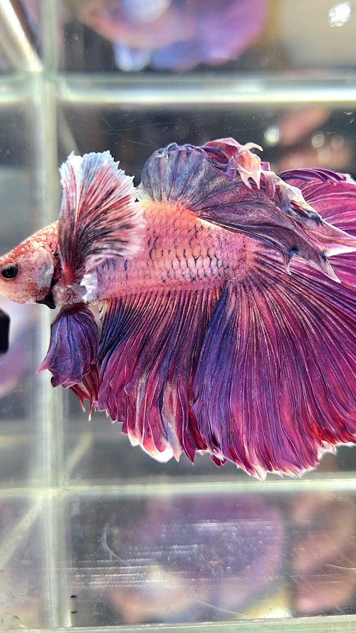 XL HALFMOON SUPER DUMBO EAR PURPLE BETTA FISH