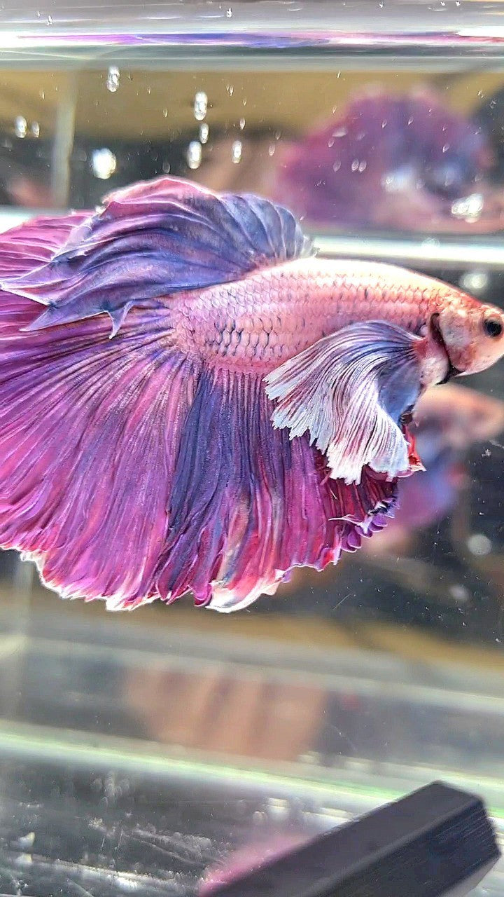 XL HALFMOON SUPER DUMBO EAR PURPLE BETTA FISH