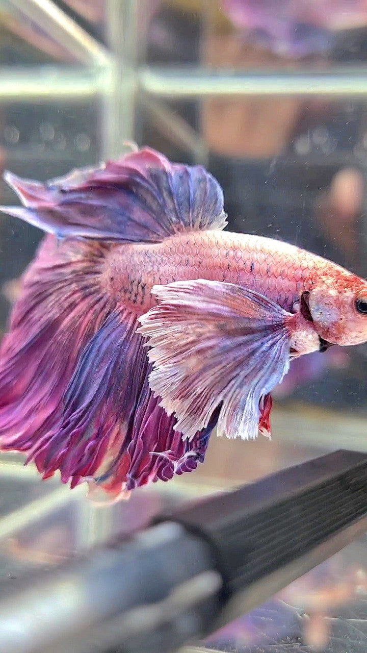 XL HALFMOON SUPER DUMBO EAR PURPLE BETTA FISH