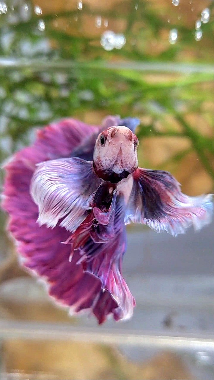 XL HALFMOON SUPER DUMBO EAR PURPLE BETTA FISH