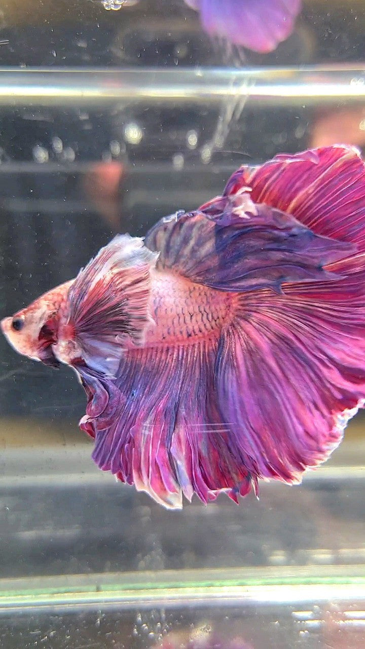 XL HALFMOON SUPER DUMBO EAR PURPLE BETTA FISH