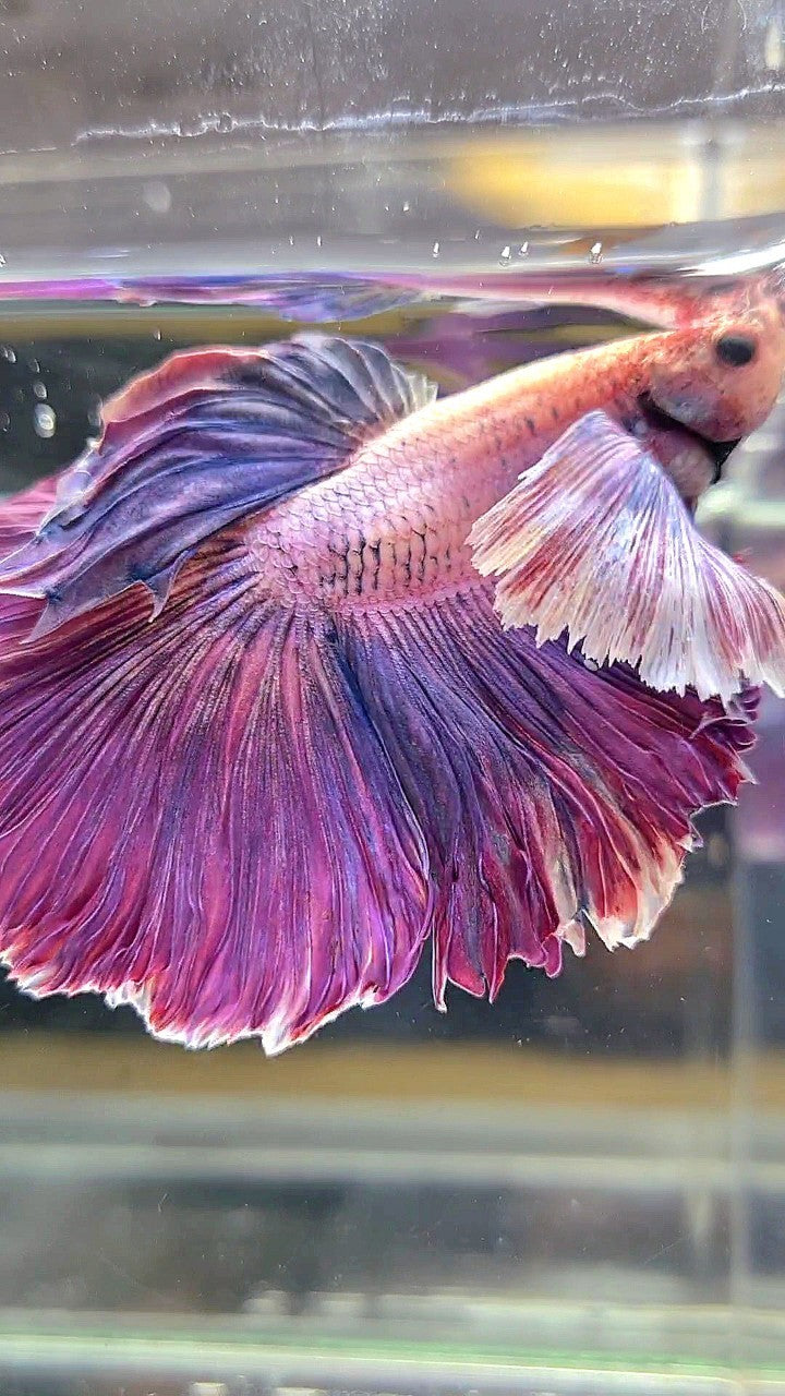 XL HALFMOON SUPER DUMBO EAR PURPLE BETTA FISH