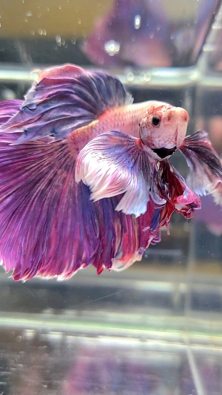 XL HALFMOON SUPER DUMBO EAR PURPLE BETTA FISH