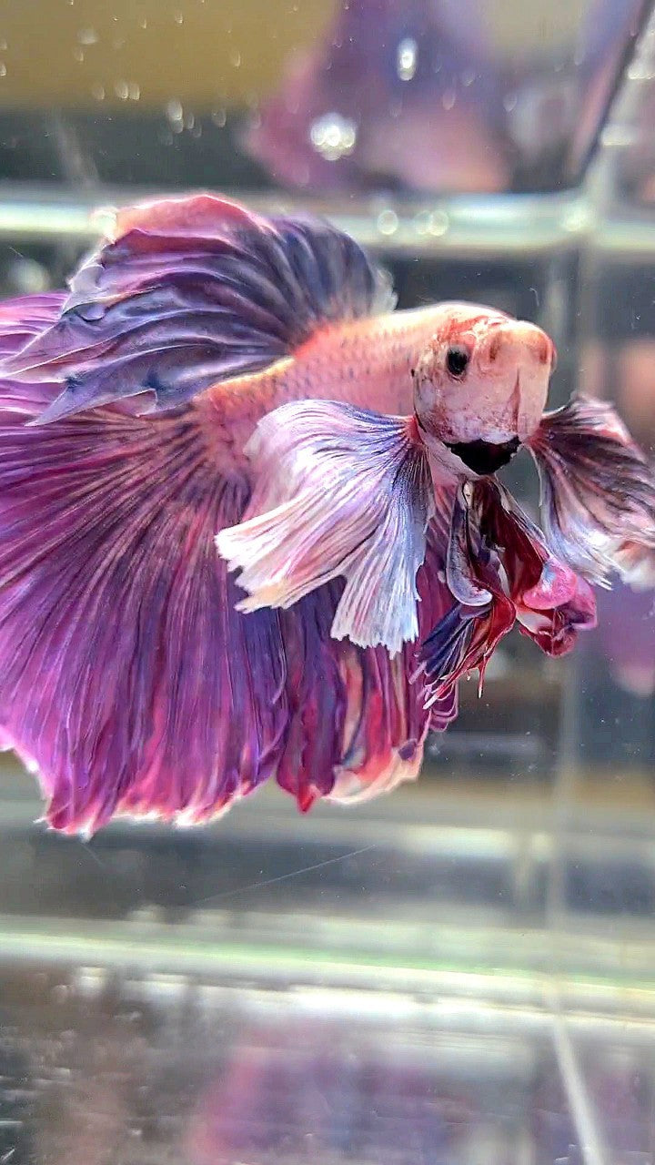 XL HALFMOON SUPER DUMBO EAR PURPLE BETTA FISH