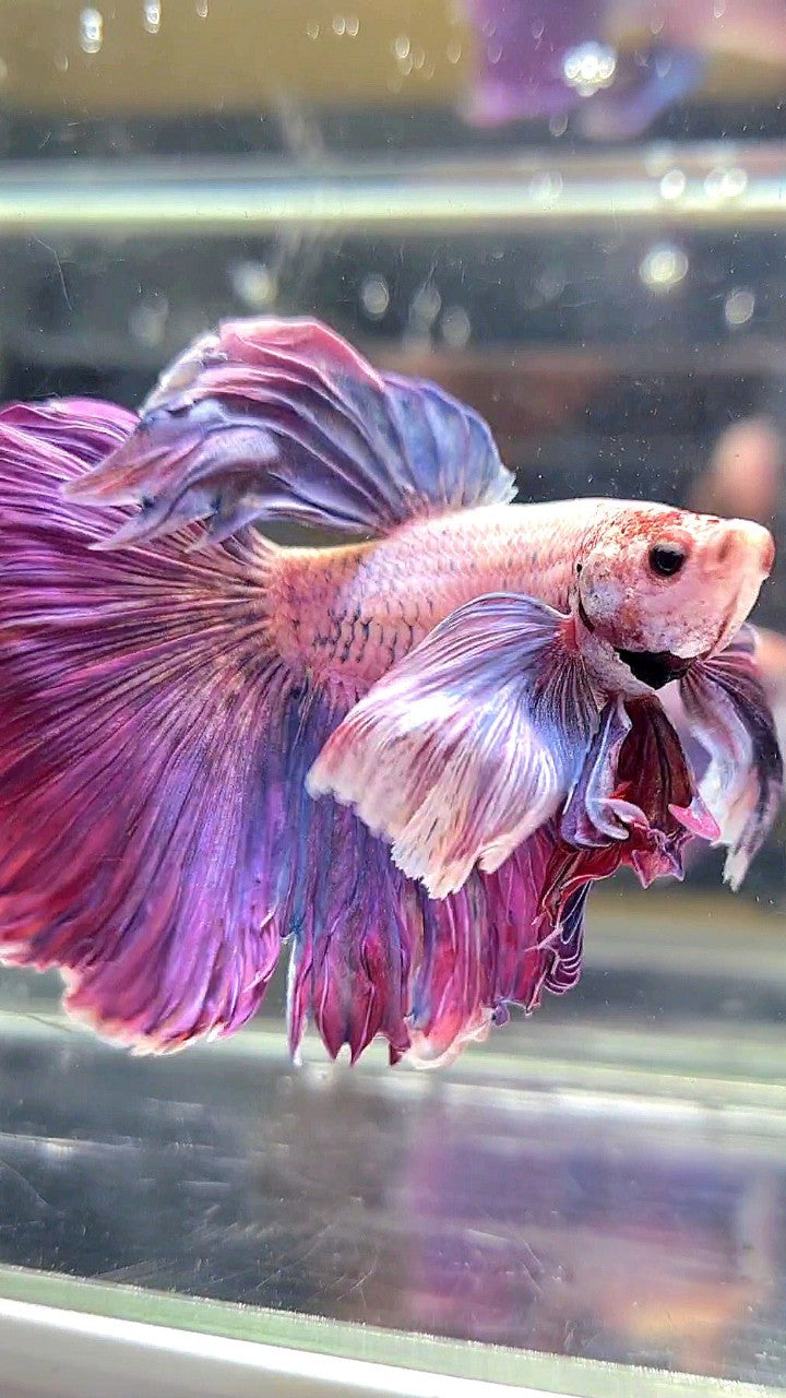 XL HALFMOON SUPER DUMBO EAR PURPLE BETTA FISH