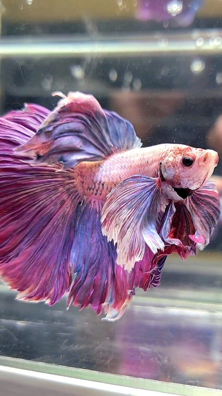 XL HALFMOON SUPER DUMBO EAR PURPLE BETTA FISH