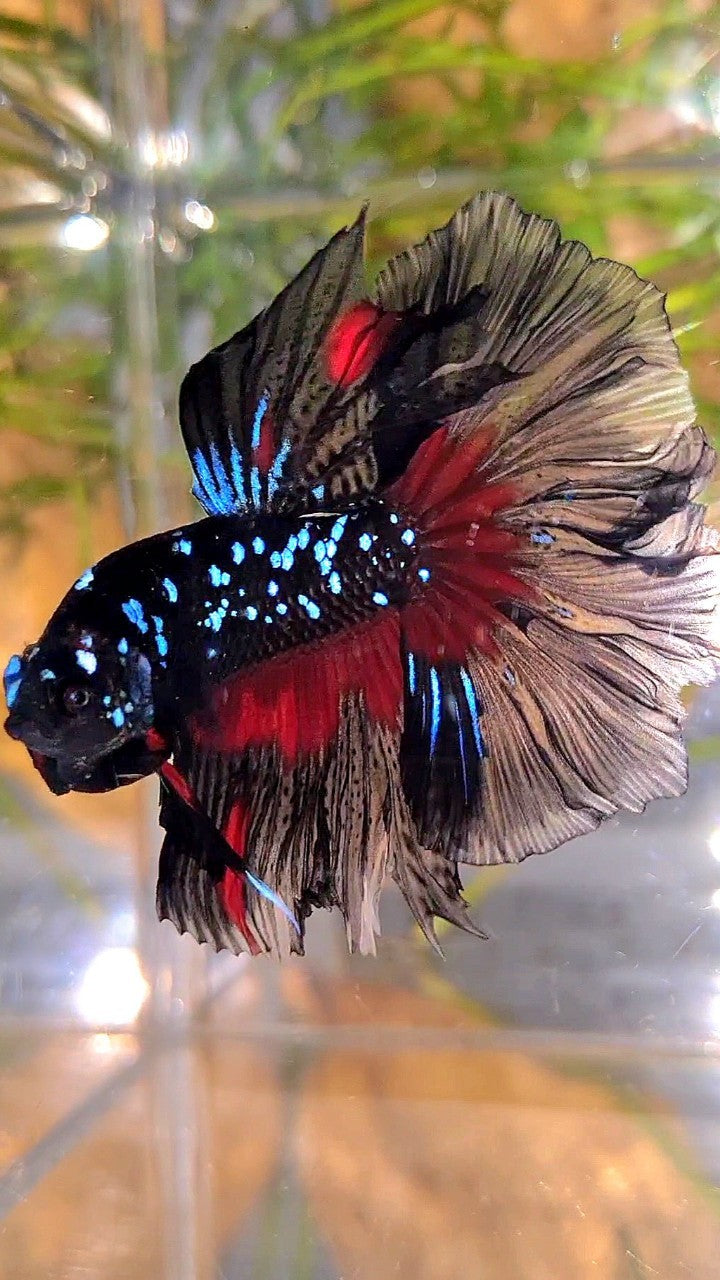 HALFMOON ROSETAIL BLACK GALAXY BLUE AVATAR RED PATTERN BETTA FISH