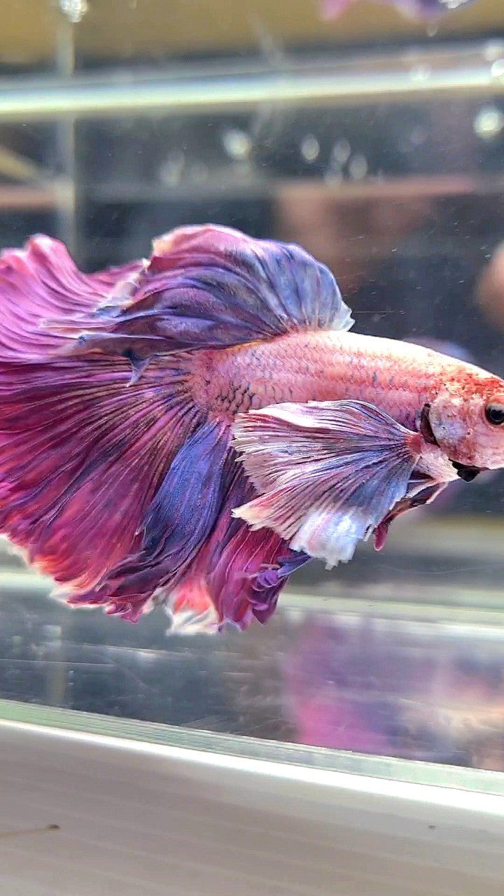 XL HALFMOON SUPER DUMBO EAR PURPLE BETTA FISH