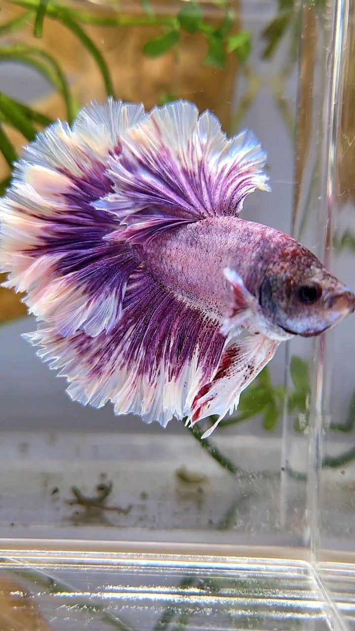 HALFMOON FEATHER TAIL PURPLE BUTTERFLY BETTA FISH