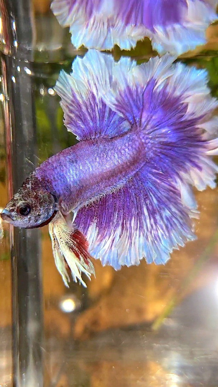 HALFMOON FEATHER TAIL PURPLE BUTTERFLY BETTA FISH