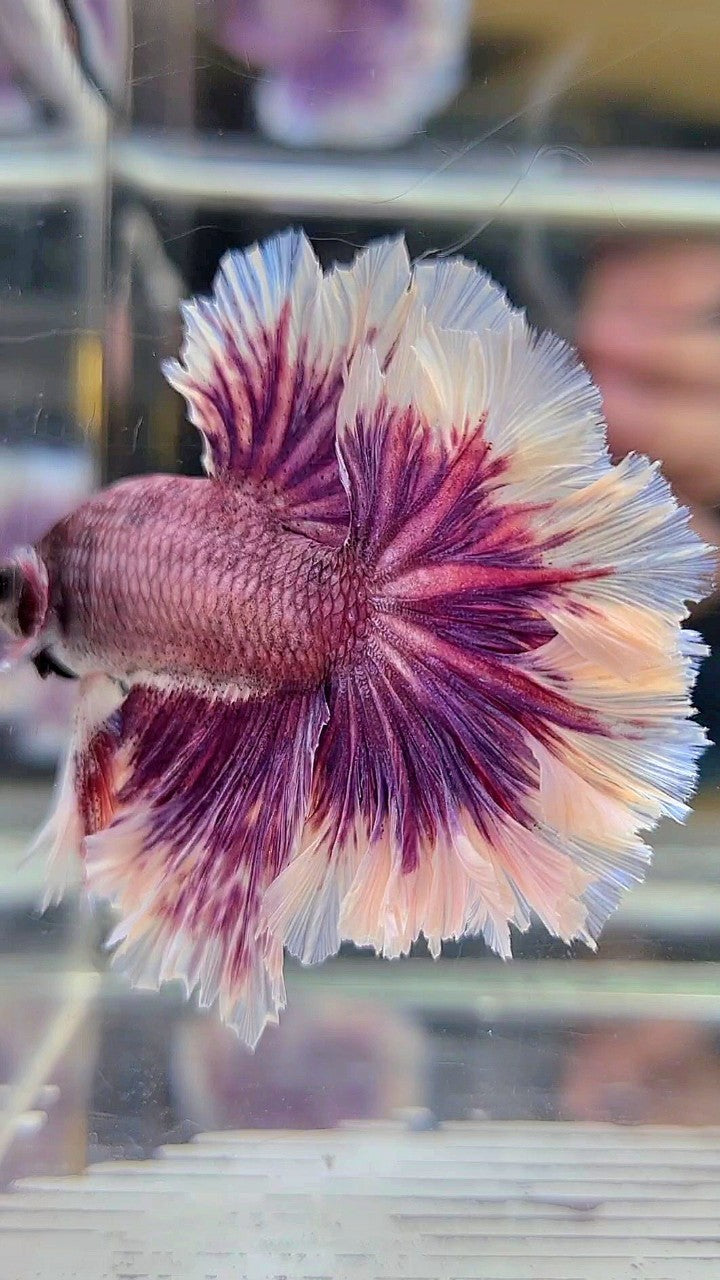 HALFMOON FEATHER TAIL PURPLE BUTTERFLY BETTA FISH