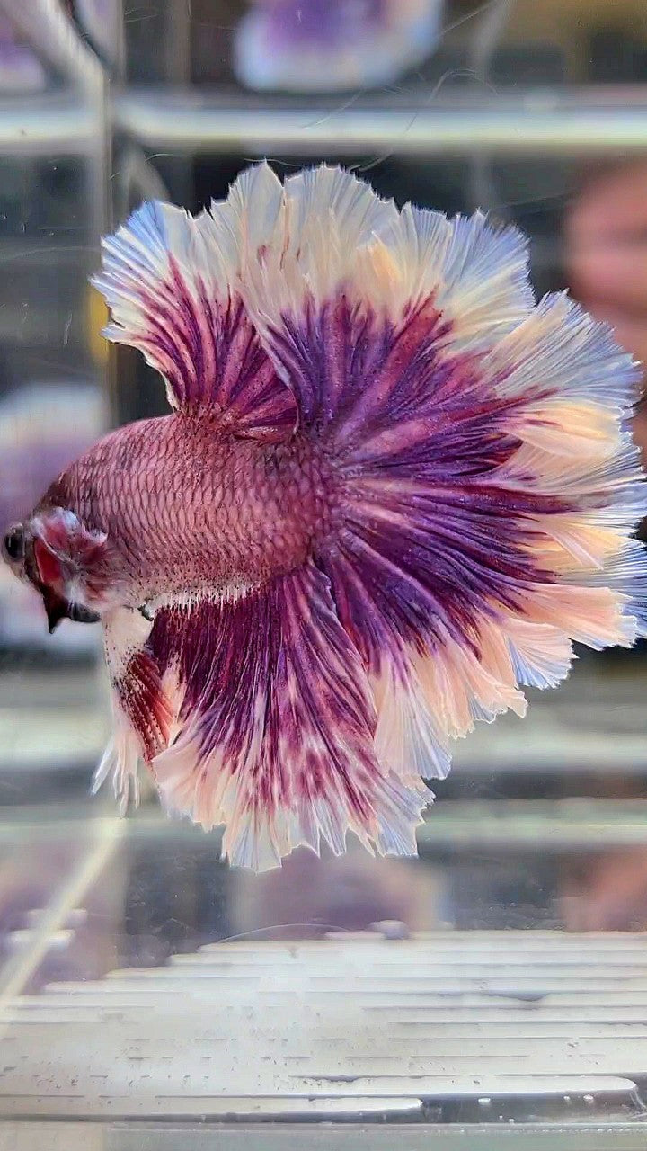 HALFMOON FEATHER TAIL PURPLE BUTTERFLY BETTA FISH – Rare Betta