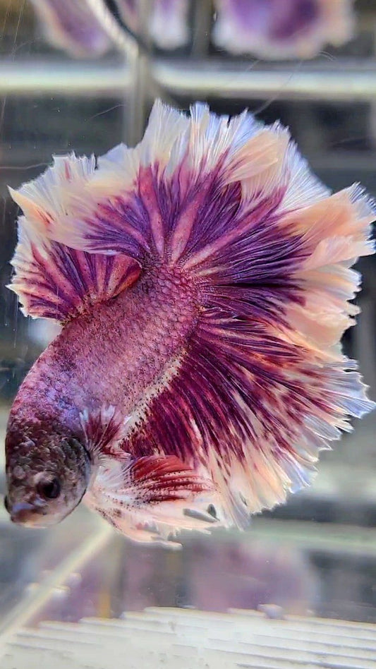 HALFMOON FEATHER TAIL PURPLE BUTTERFLY BETTA FISH