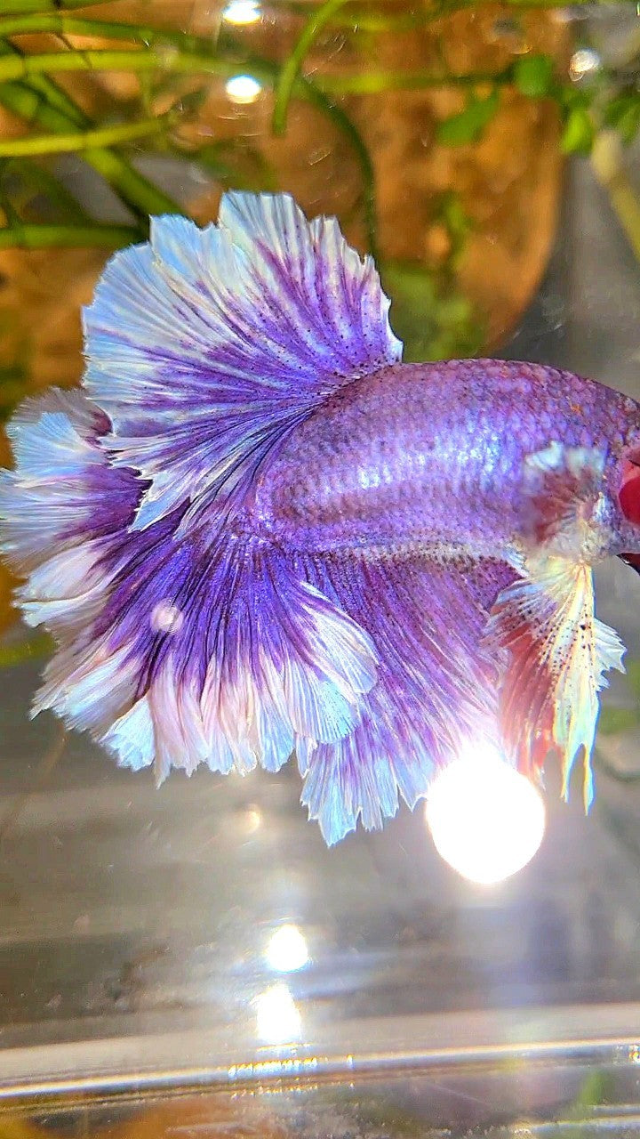 HALFMOON FEATHER TAIL PURPLE BUTTERFLY BETTA FISH