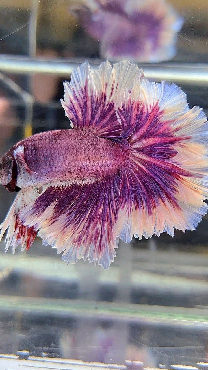 HALFMOON FEATHER TAIL PURPLE BUTTERFLY BETTA FISH