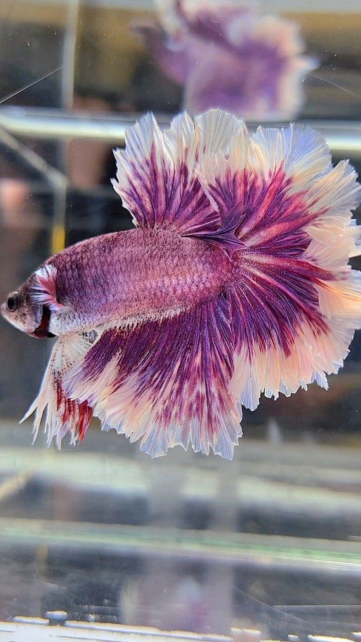 HALFMOON FEATHER TAIL PURPLE BUTTERFLY BETTA FISH