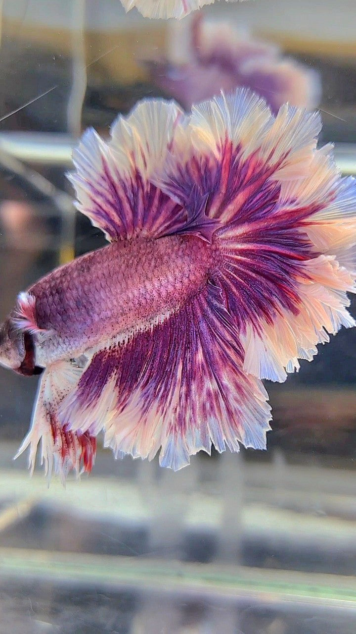 HALFMOON FEATHER TAIL PURPLE BUTTERFLY BETTA FISH